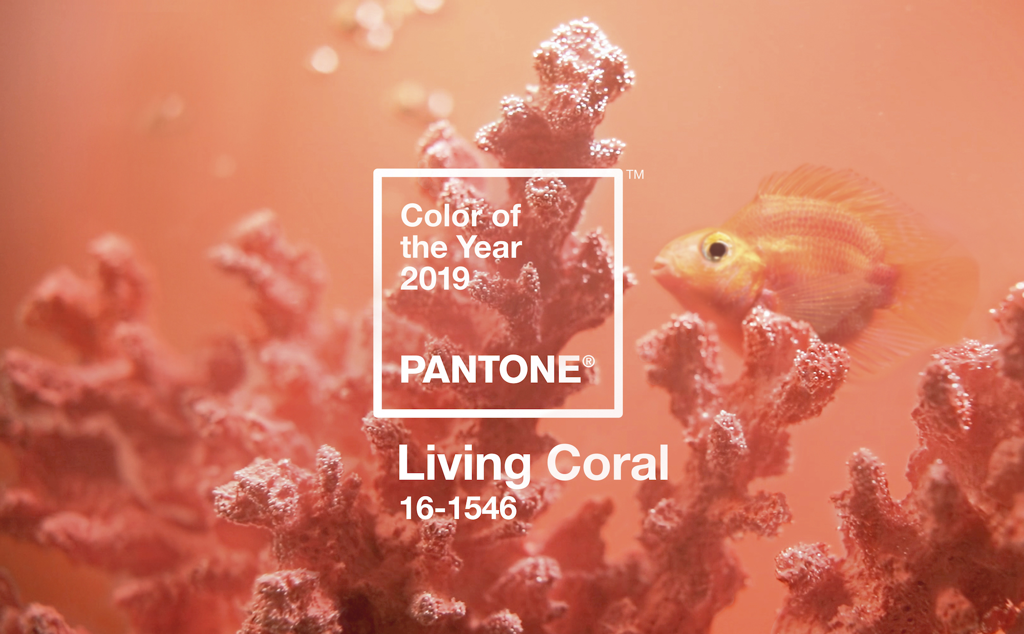 Brand New Pantone’s 2019 Color of the Year